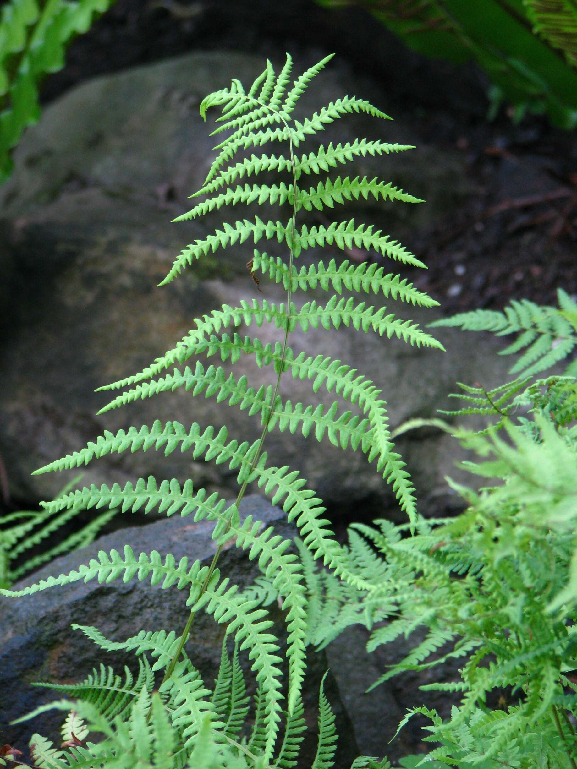 Image of Marsh Fern