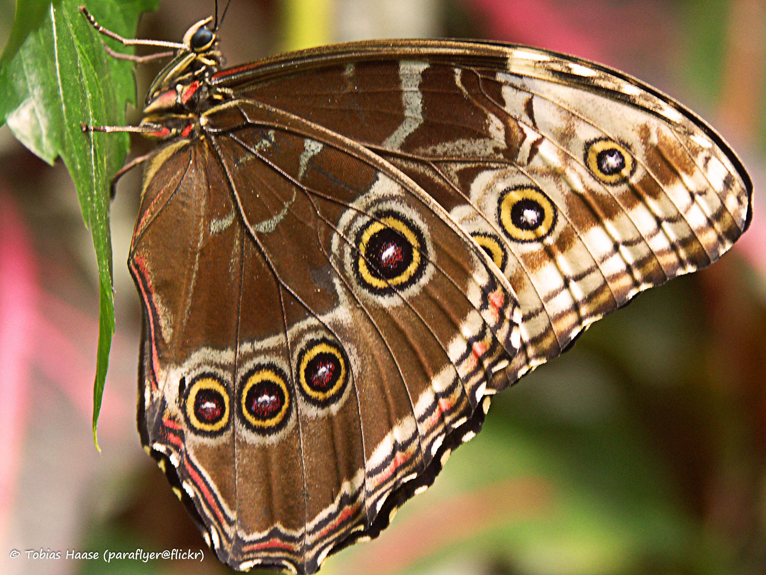 Plancia ëd Morpho peleides Kollar 1850