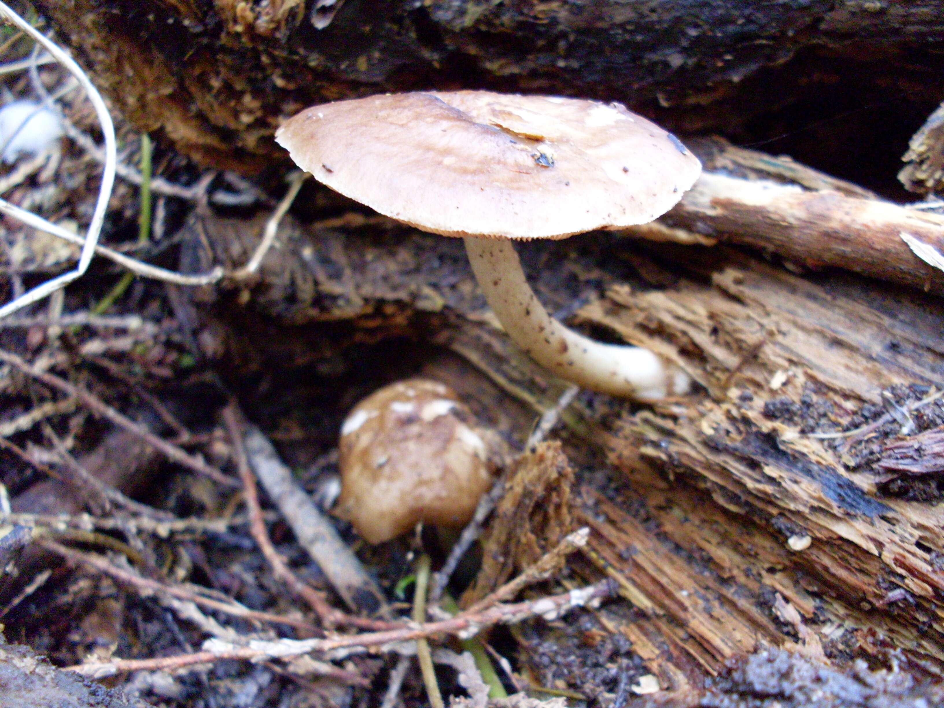 Image of Deer Mushroom