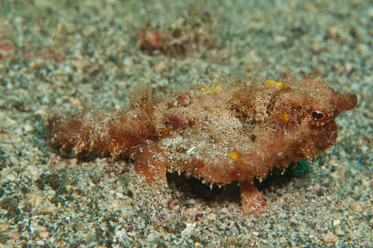 Image of Roughback Batfish