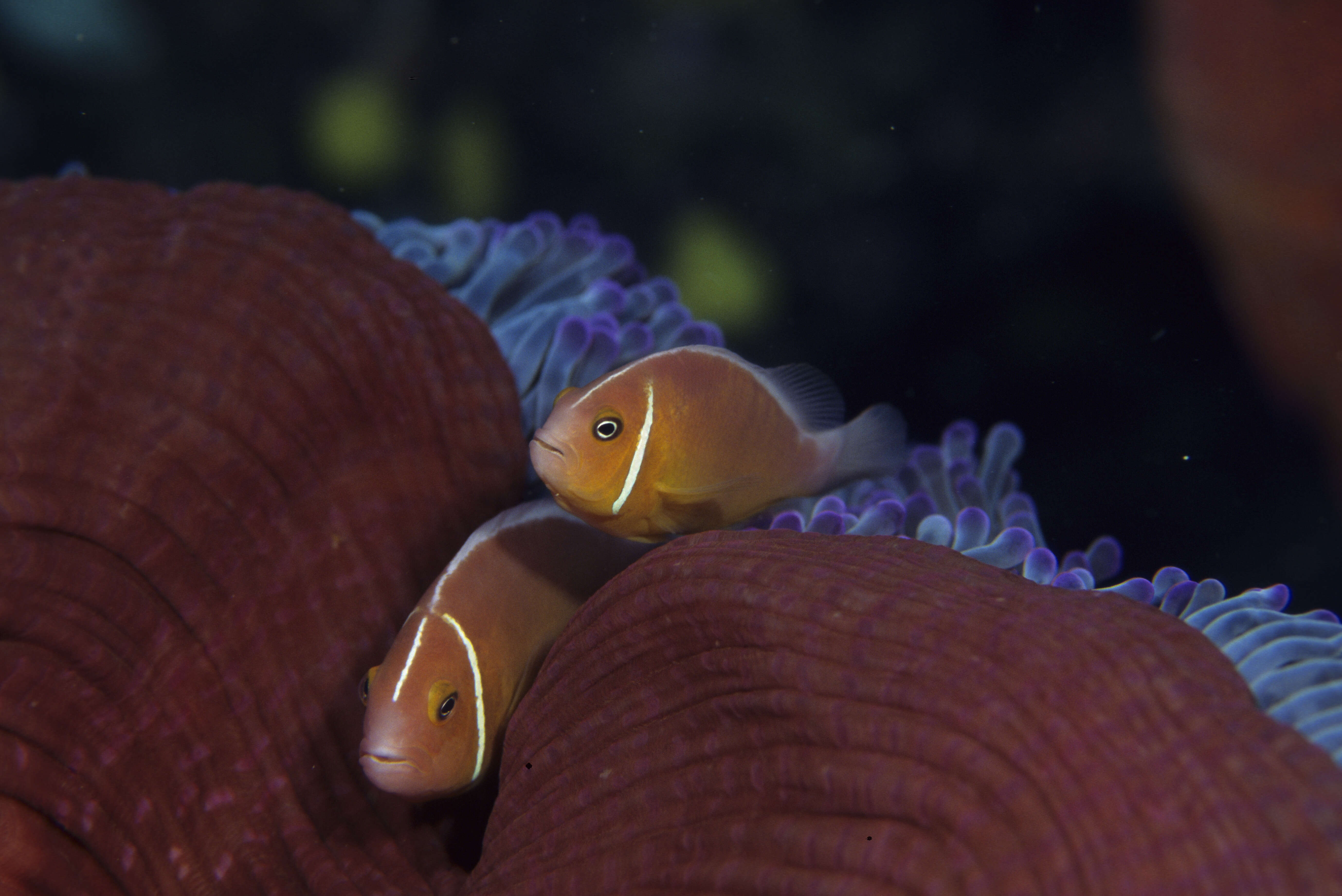 Image of Pink anemonefish