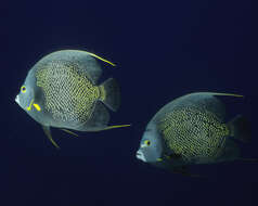 Image of Angelfish