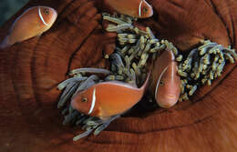 Image of Pink anemonefish