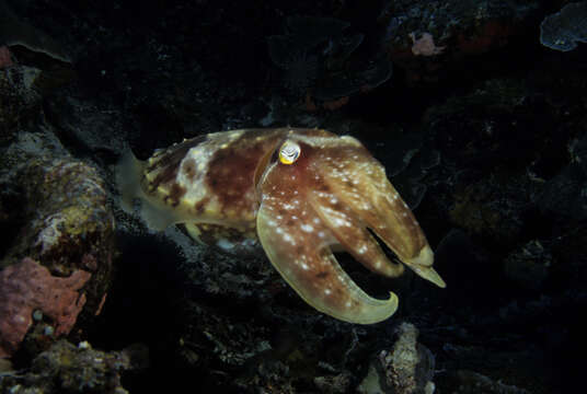 Image of Giant Australian Cuttlefish