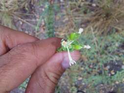 Image of Gnidia sericea (L.) L.