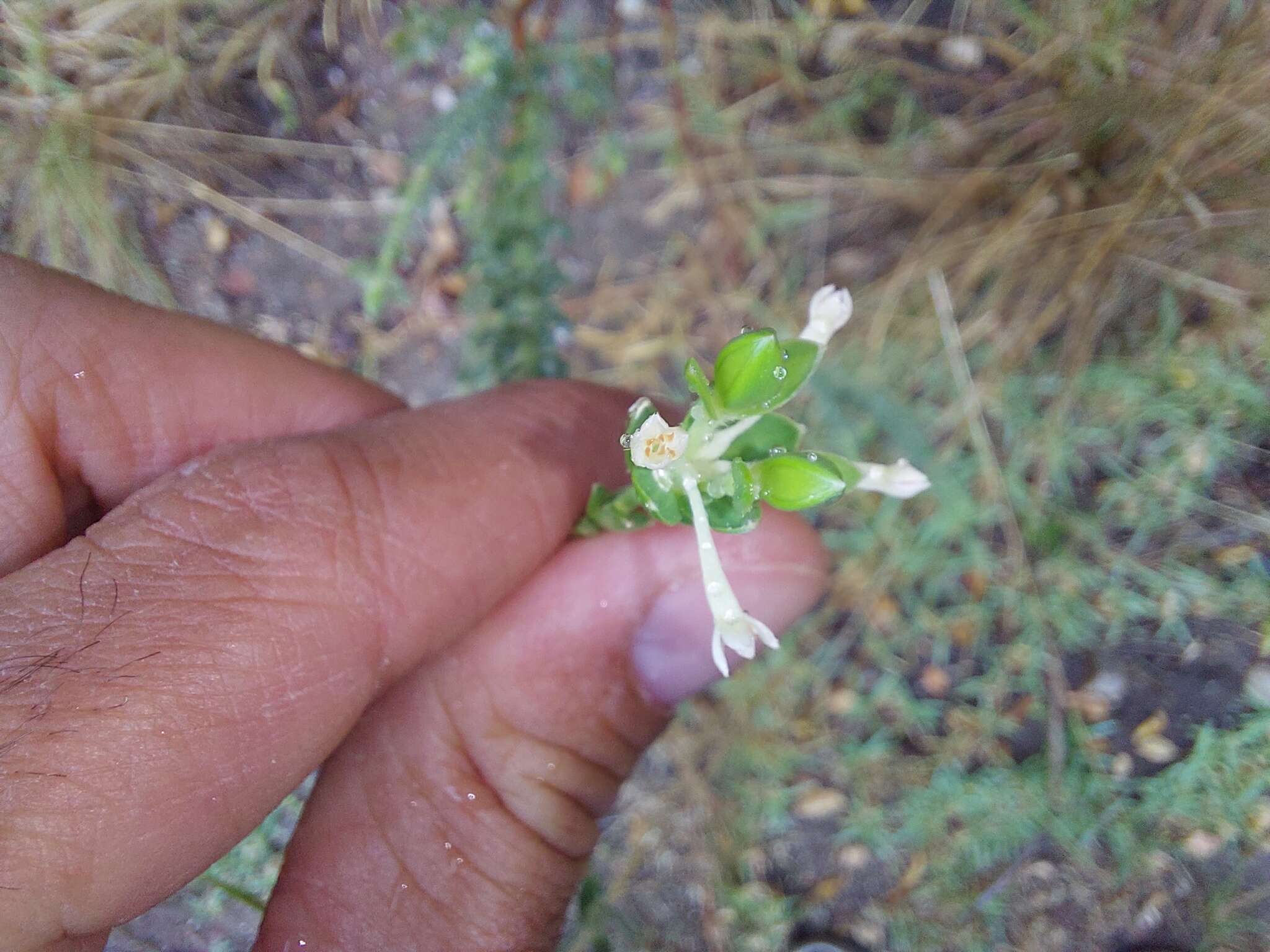 Image of Gnidia sericea (L.) L.