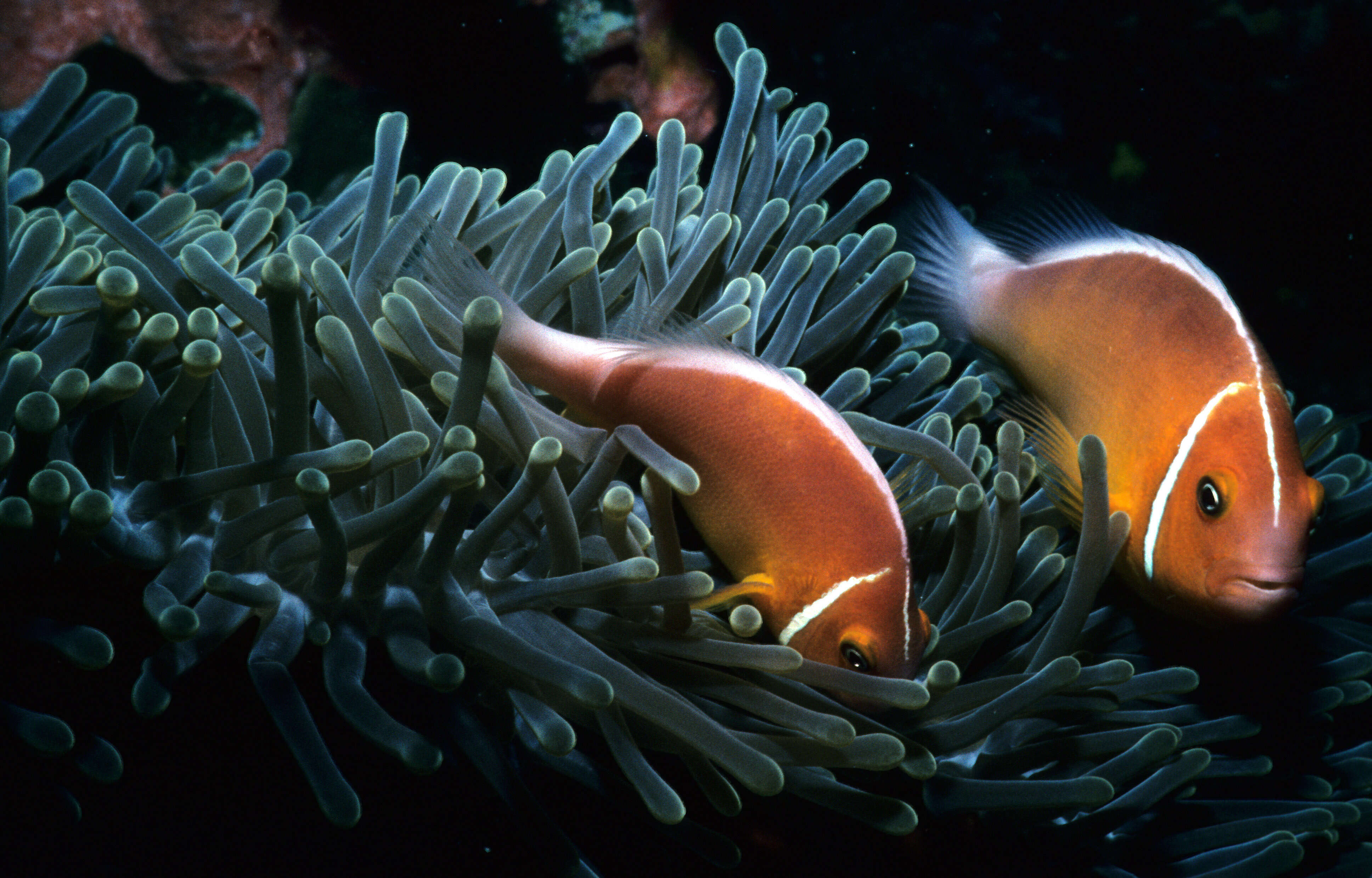 Image of Pink anemonefish