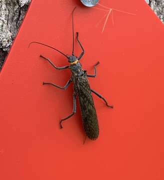 Image of Midwestern Salmonfly