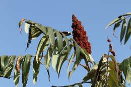 Image de Sumac vinaigrier