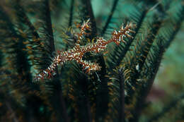 Image of Ornate ghost pipefish