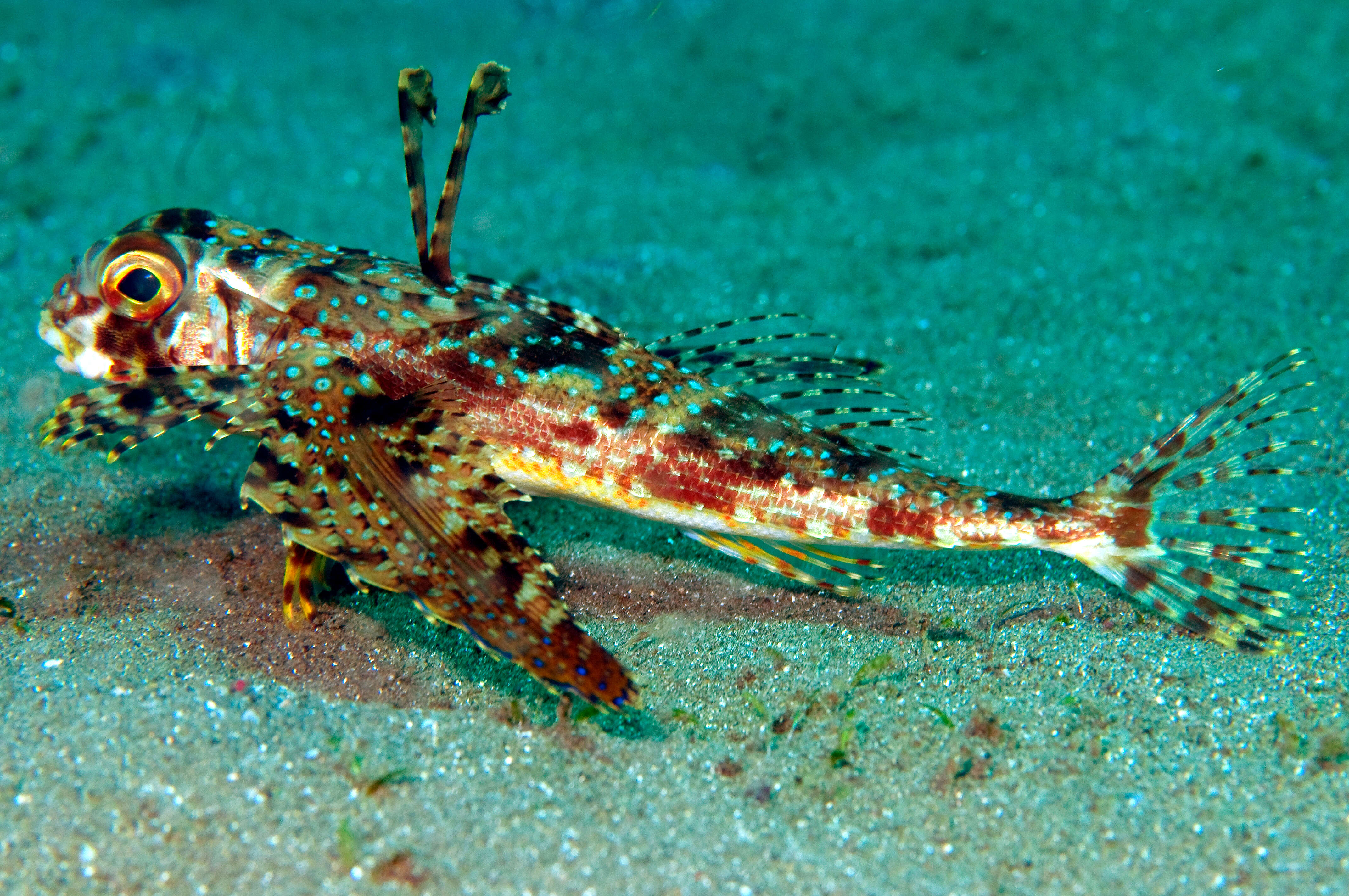 Image of Dactylopterus