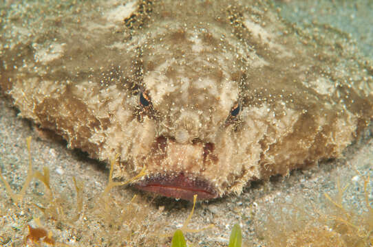 Image of Roughback Batfish