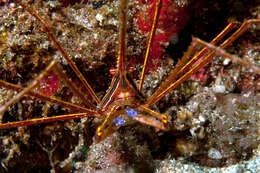 Image of Yellowline Arrow Crab