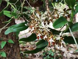 Trichoglottis fasciata Rchb. fil. resmi