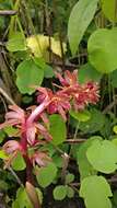 Image of hooded coralroot