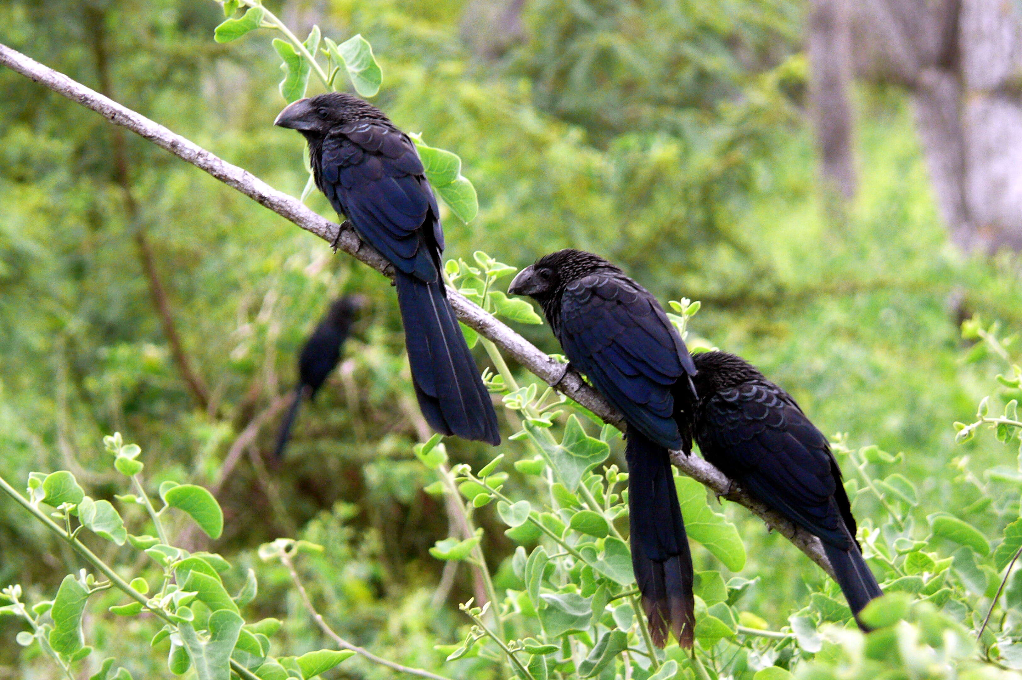 Imagem de Crotophaga Linnaeus 1758