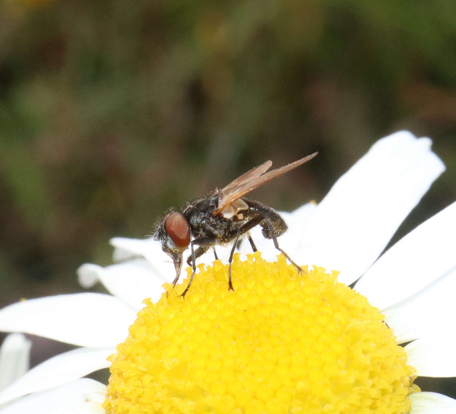 Image of Phasia obesa (Fabricius 1798)