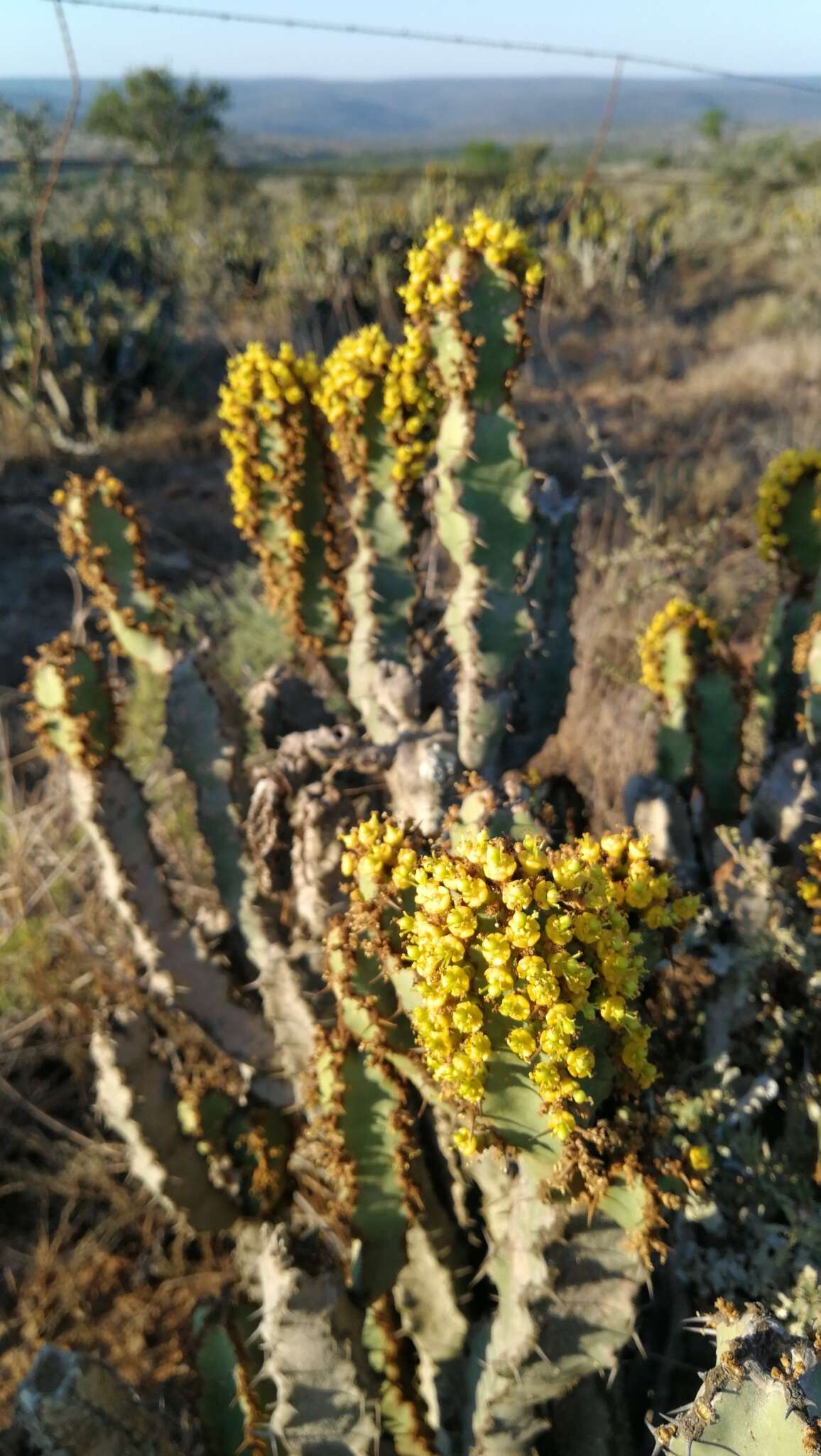 Euphorbia caerulescens Haw. resmi