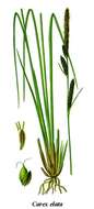 Image of Tufted Sedge