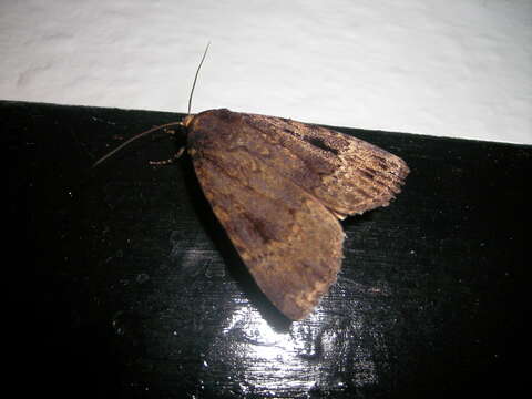 Image of copper underwing