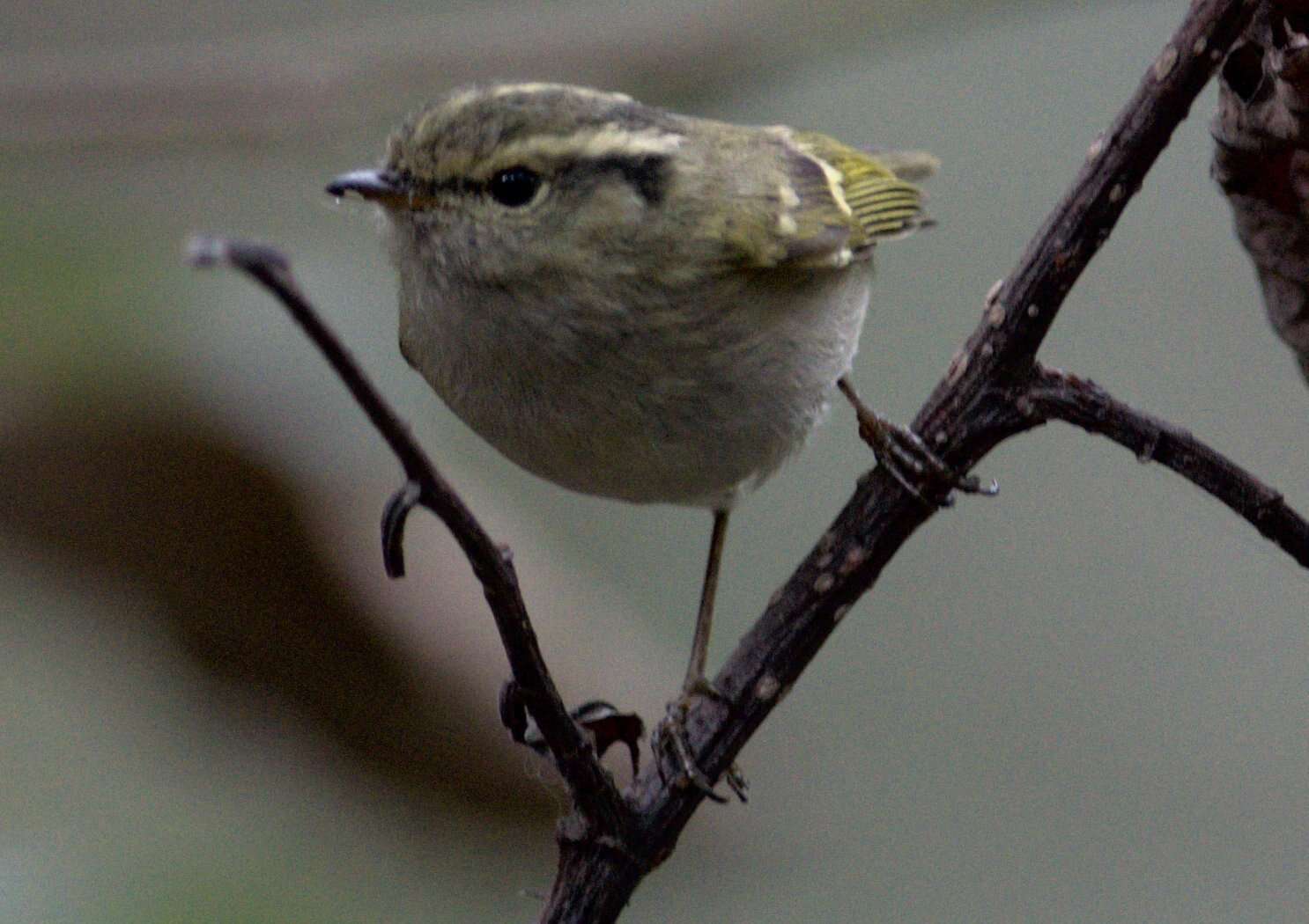 Слика од Phylloscopus chloronotus (Gray, JE, Gray & GR 1847)