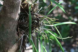 Imagem de Brassavola nodosa (L.) Lindl.