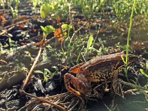 Image of Japanese Brown Frog