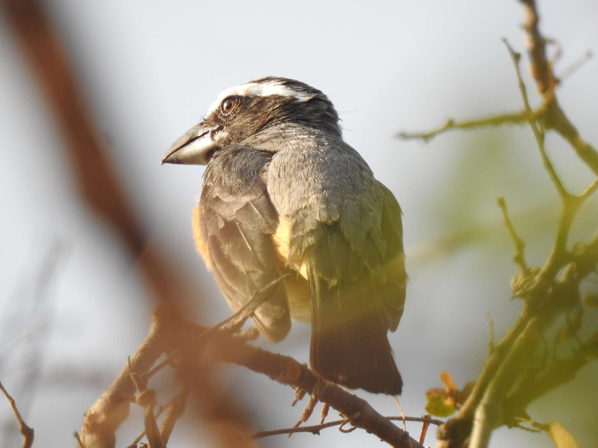 صورة Saltator orenocensis Lafresnaye 1846