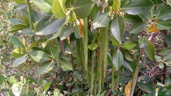 Image of Long-style stilt mangrove