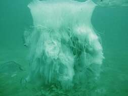 Image of larson's jellyfish