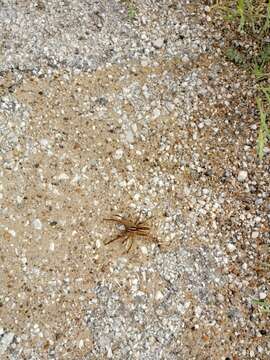 Image of Rabid Wolf Spider