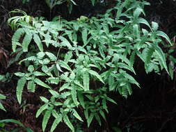 Image of Dicranopteris tetraphylla (Rosenst.) C. M. Kuo