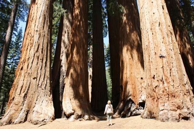 Image of giant sequoia