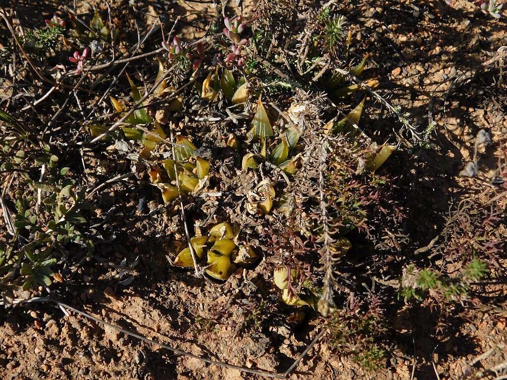 Image of Haworthia mirabilis (Haw.) Haw.