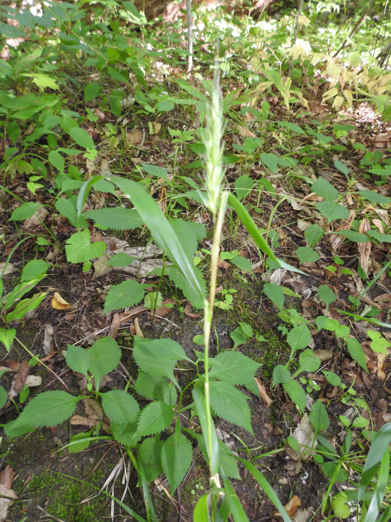 Image of Elymus virginicus var. virginicus