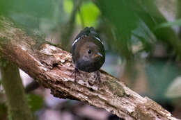 Image of Wing-banded Wren