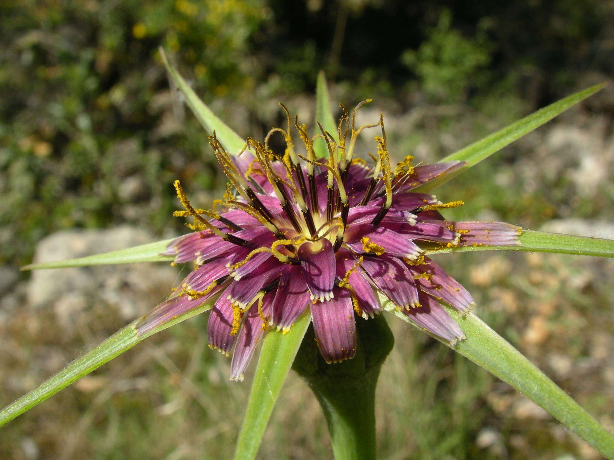 Image of Tragopogon porrifolius subsp. porrifolius