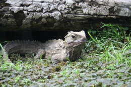 Image of Cook Strait Tuatara