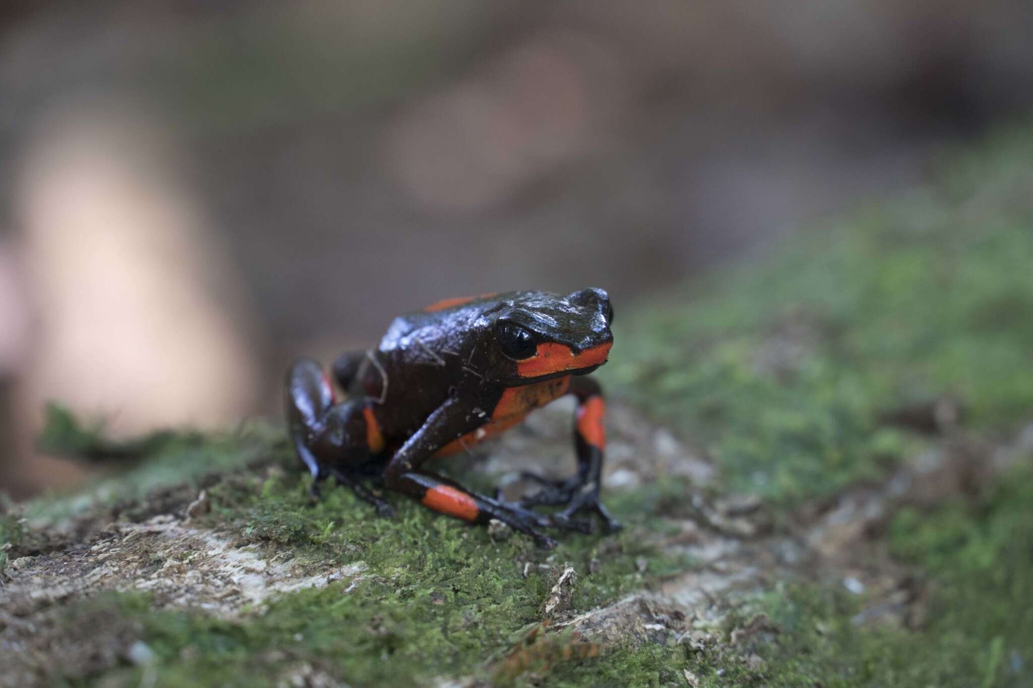 Image of Harlequin Poison Frog