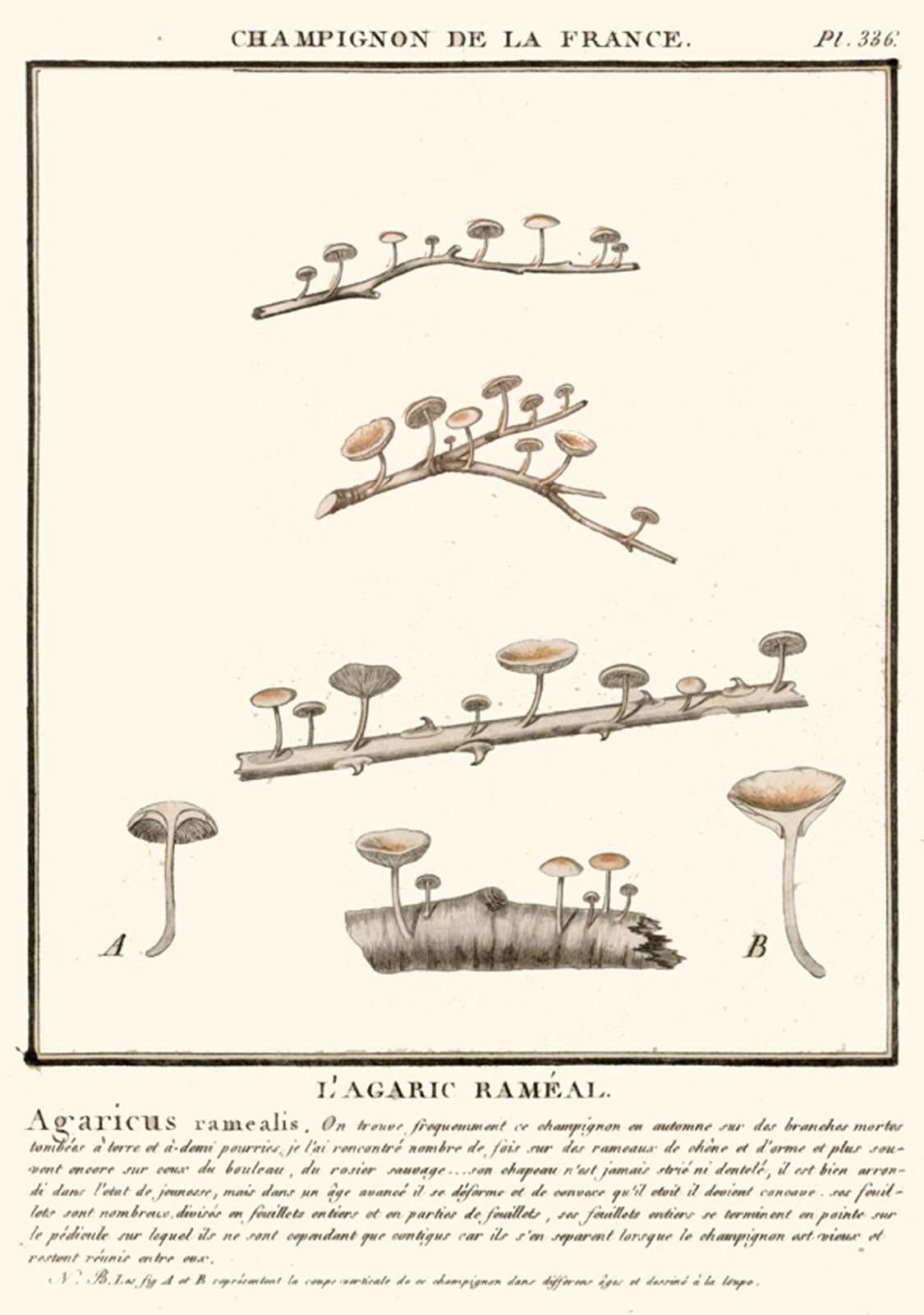 Image of Marasmiellus ramealis (Bull.) Singer 1948