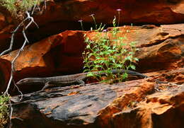 Image of Arid monitor