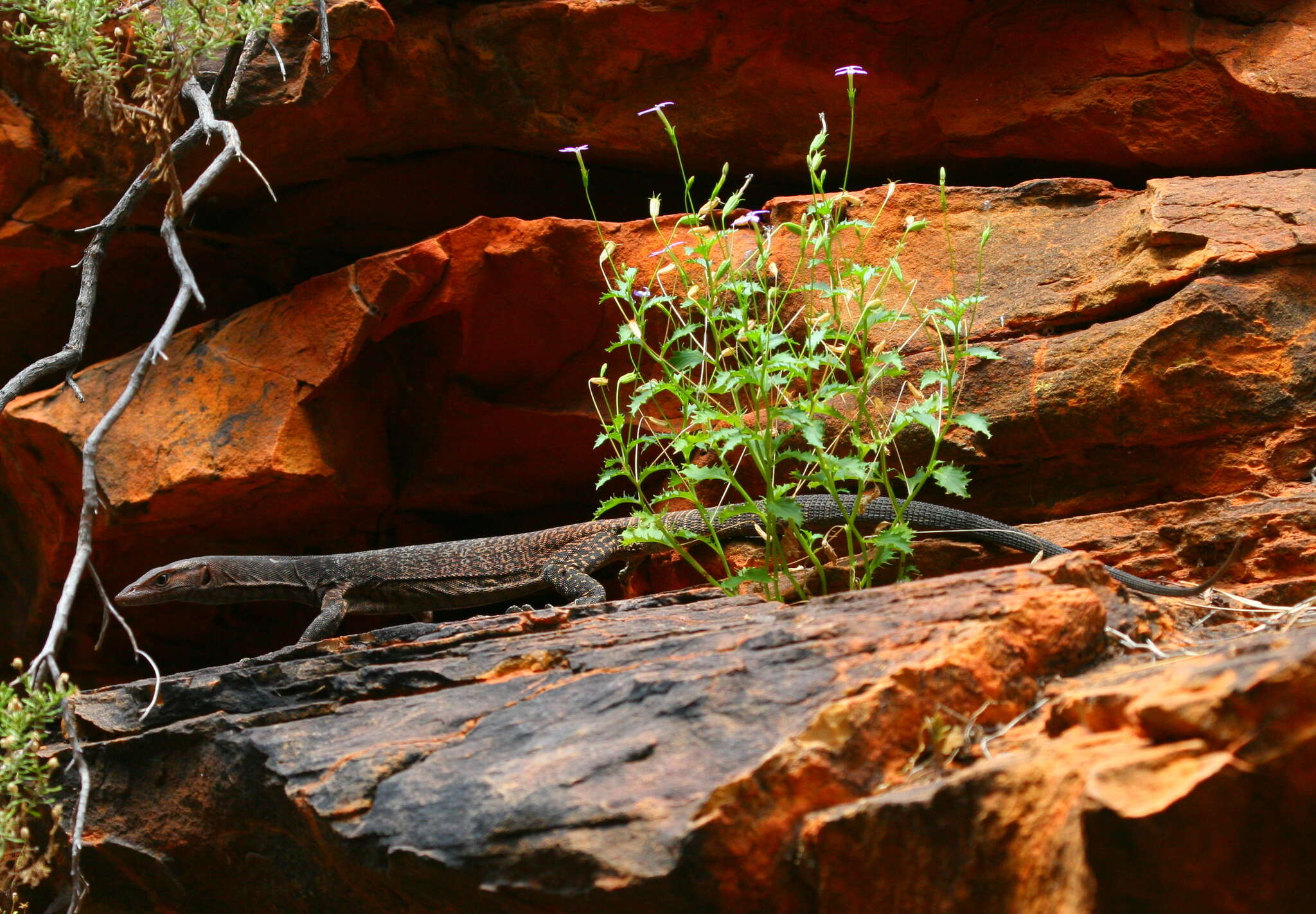 Image of Arid monitor