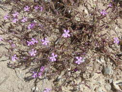 Image of Saponaria calabrica Guss.