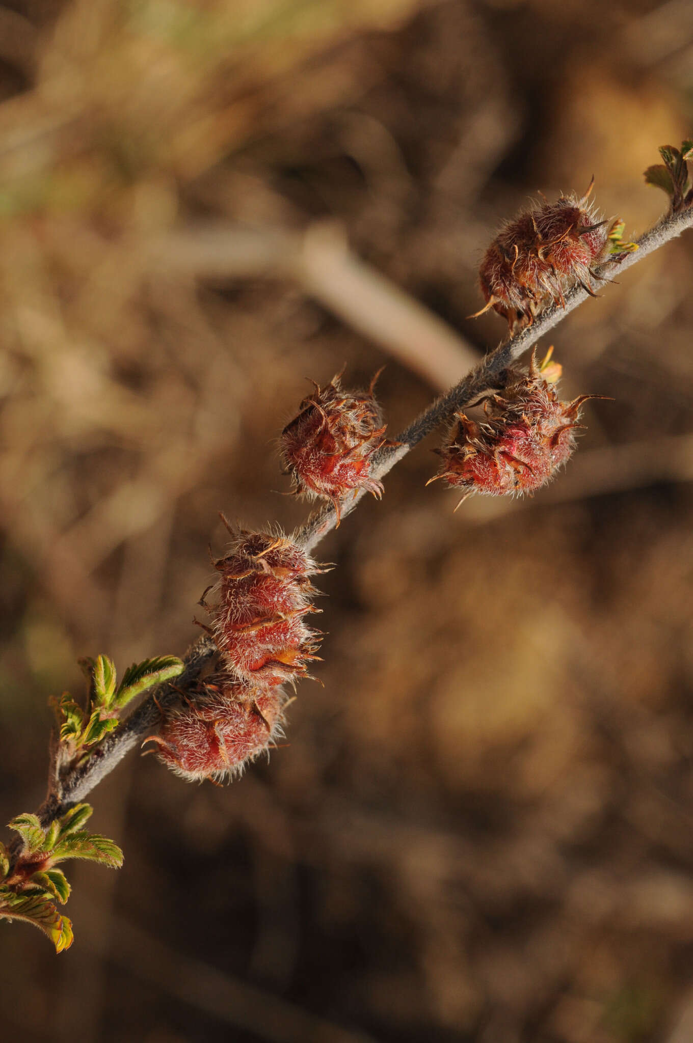 Image of Kotschya strigosa (Benth.) Dewit & P. A. Duvign.