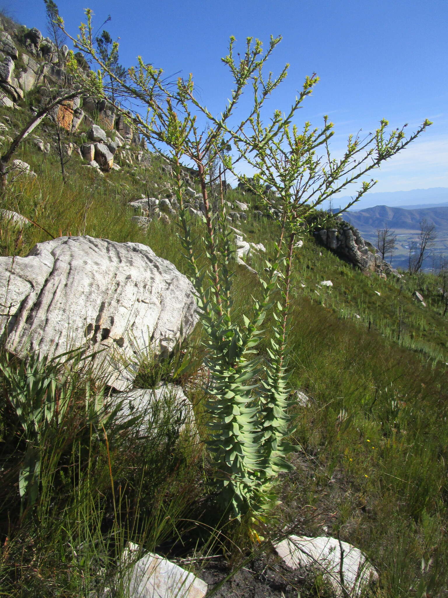 Image of Osteospermum corymbosum L.