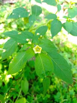 Image of Physalis campechiana L.