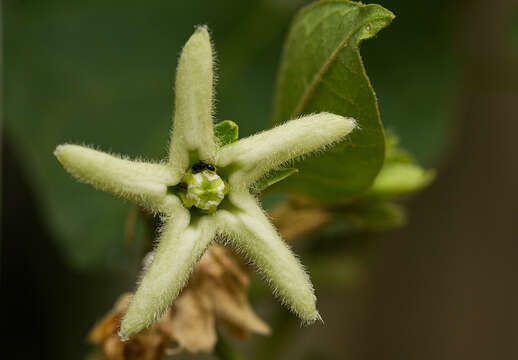 صورة Marsdenia rubicunda (K. Schum.) N. E. Br.