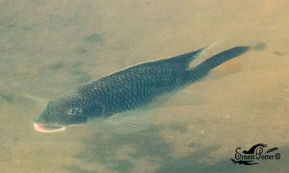 Image of Redbreast tilapia