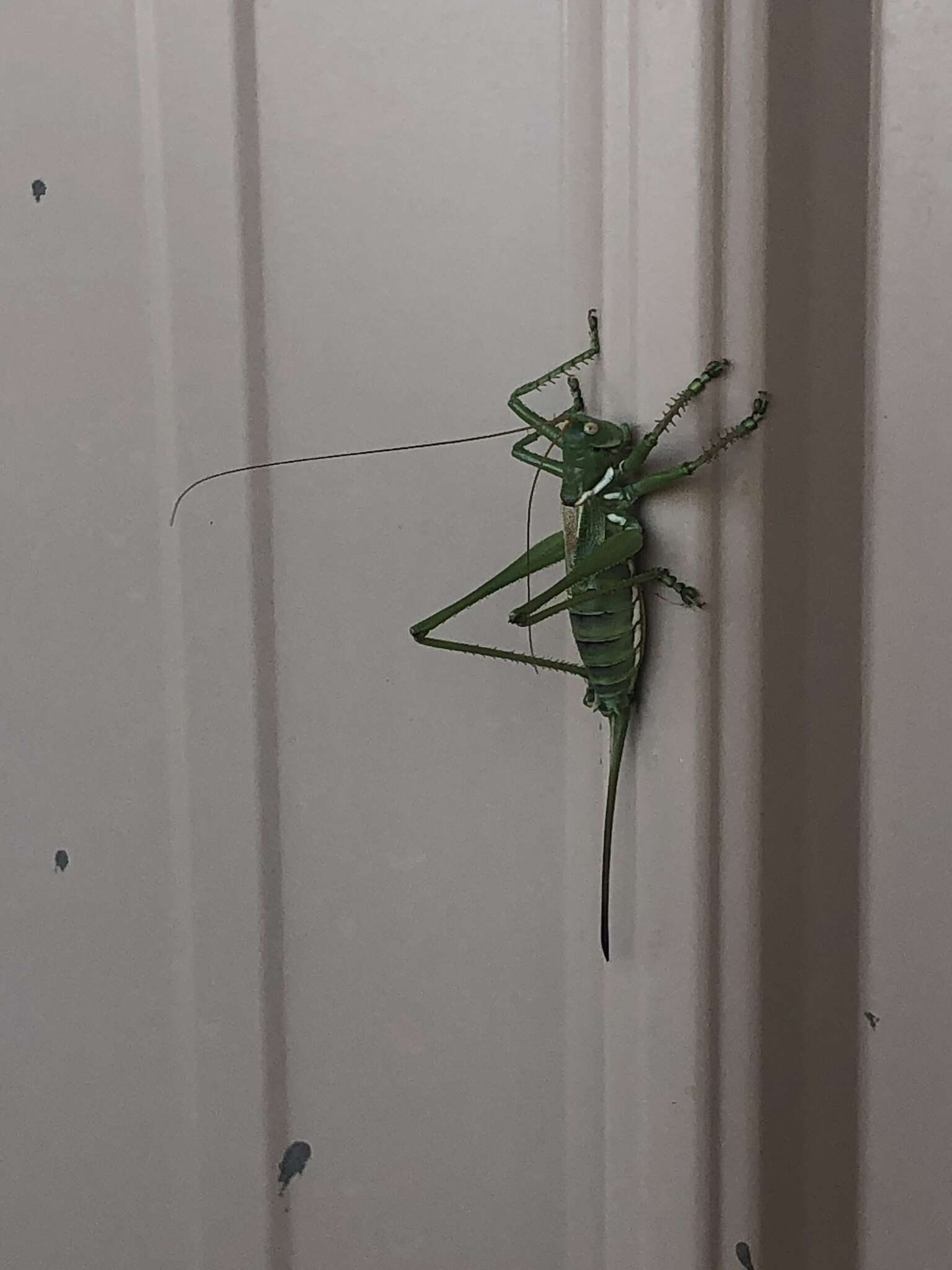 Image of Lesser Arid-land Katydid