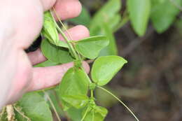 Imagem de Passiflora pectinata Griseb.